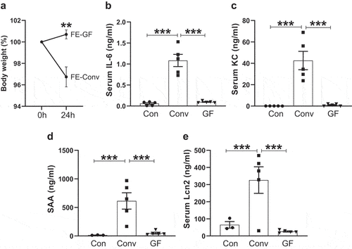 Figure 1. In vivo administration of intestinal extracts from conventional but not germ-free mice induced robust pro-inflammatory cytokine and chemokine responses. Eight-week-old female C57BL/6 mice (n = 5) were administered FE (2.0 mg equivalent of dry feces weight; i.P.) from either conventional (Conv) mice or germ-free (GF) mice. Control mice were given sterile PBS. (a) Body weight (%) at 0 and 24 h post-treatment. After 2 h post-treatment, mice were bled and hemolysis-free sera were analyzed for (b) IL-6, (c) KC, (d) serum amyloid a (SAA) and (e) Lipocalin-2 (Lcn2). Results were expressed as mean ± SEM. Statistical significance calculated using two-tailed Student’s t test for (a) and one-way ANOVA with Tukey’s post-hoc test for (b-e). **p < 0.01, ***p < 0.001.