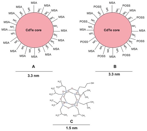 Figure 1 Structure of QDs and M-POSS.Notes: (A) MSA-QDs; (B) POSS-QDs; (C) M-POSS. MSA-QDs have ample surface COOH groups to allow solubility and stability. POSS-QDs have both hydrophobic and hydrophilic surface groups, giving them amphiphilic properties. Structure of M-POSS (C) shows a caged structure with predominant Si-O-Si and surface Si-C bonds. R groups promote solubility in organic solvents and thiol (-SH) group binds to QD core metal surface.Abbreviations: QD, quantum dots; M-POSS, mercaptopropylisobutyl-polyhedral oligomeric silsesquioxane; MSA-QDs, mercaptosuccinic acid quantum dots; POSS-QDs, polyhedral oligomeric silsesquioxane quantum dots.