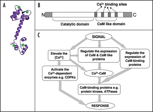 Figure 2 The units of the calcium signaling network. A major protein that regulates a number of calcium mediated signals is calmodulin, which has four calcium binding sites (A). On receiving stimulii, calcium mobilizing signals act on various ON mechanisms that lead to an increase in the intracellular Ca++. The increase in calcium is sensed by various proteins like calmodulin or directly by calcium dependent protein kinases (CDPKs). The CDPKs have a catalytic domain and calcium binding domain like calmodulin (B). There are other calcium binding proteins also which can sense calcium concentration. All these proteins can trigger downstream processes which can elicit specific response (C). The response is terminated by OFF mechanisms that restore Ca++ to the resting level.