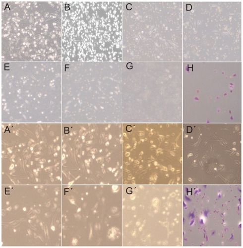 Figure 6 Optical pictures of 231 colonies. A–H are images of 4 Gy X-ray-irradiated 231 cells with the addition of Ag-protein bio-conjugate concentrations at 0, 0.375, 0.75, 1.5, 3.0, 6.0, and 12.0 μg/mL respectively. A′–H′ are images of 10 Gy X-ray-irradiated 231 cells (note that these cells were 4 Gy X-ray resistant) with the addition of Ag-protein bio-conjugate concentrations at 0, 0.375, 0.75, 1.5, 3.0, 6.0, and 12.0 μg/mL respectively.Note: H and H′ are the crystal violet-stained results corresponding G and G′, respectively.