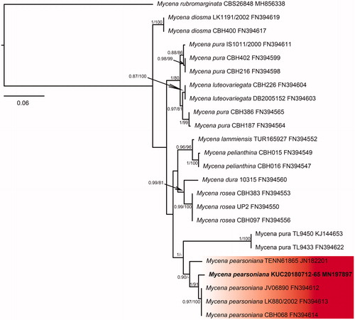 Figure 4. Phylogenetic tree based on ITS region of Mycena species using Maximum Likelihood (ML) analysis. Numbers at the nodes indicate Bayesian posterior probabilities (PP) > 0.75 and ML bootstrap proportion (BP) > 70% as PP/BP. A hyphen (“-”) indicates values PP < 0.75 or BP < 70%. The specimen and GenBank numbers are shown after the scientific name. The unrecorded Korean species is in bold letters within a red box. The scale bar indicates nucleotide substitutions per position.