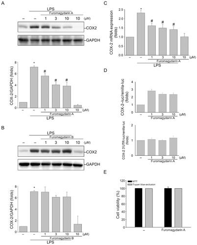 Figure 3. Furomagydarin A reduced COX-2 expression in LPS-stimulated RAW264.7 macrophages. (A) Cells were treated with vehicle or indicated concentrations of furomagydarin A for 30 min, followed by the treatment with LPS (100 ng/ml) for another 24 h. The COX-2 level was determined by immunoblotting. Each column represents the mean ± SEM of seven independent experiments. (B) Cells were treated with vehicle or indicated concentrations of furomagydarin B for 30 min, followed by the treatment with LPS (100 ng/ml) for another 24 h. The COX-2 level was determined by immunoblotting. Each column represents the mean ± SEM of six independent experiments. (C) Cells were treated with furomagydarin A (1–10 μM) for 30 min, followed by the treatment with LPS (100 ng/ml) for another 6 h. The extent of COX-2 mRNA was determined by an RT-qPCR assay as described in the ‘Materials and methods’ section. Each column represents the mean ± SEM of eight independent experiments. (D) Cells were transiently transfected with COX-2-luc or COX-2–3’UTR-luc and renilla-luc for 24 h. Luciferase activity was determined after treatment with LPS (100 ng/ml) for another 24 h. Data represent the mean ± SEM of eight independent experiments performed in duplicate. *P < 0.05, compared with the control group; #P < 0.05, compared with the group treated with LPS alone. (E) Cells were treated with furomagydarin A (10 μM) for 24 h. Cell viability was then determined using MTT and trypan blue exclusion assays. Data represent the mean ± SEM of four independent experiments performed in duplicate.