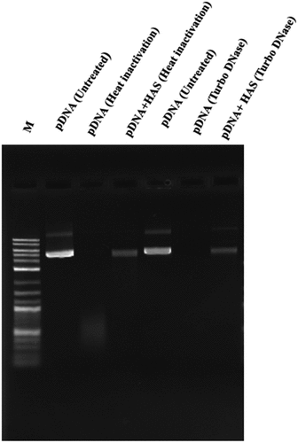 Figure 5. 0.8% agarose gel analysis for the MERS-CoV vaccine candidates. Samples in the left lane were subjected to heat inactivation at 95°C for 1 hour and samples are shown as follow: pDNA (Untreated), pDNA (Heat Inactivated), pDNA+HAS (Heat Inactivated). Samples in the right lane were subjected to TURBO DNase digestion and samples are shown as follow: pDNA (Untreated), pDNA (Turbo DNase), pDNA+HAS (TURBO DNase).