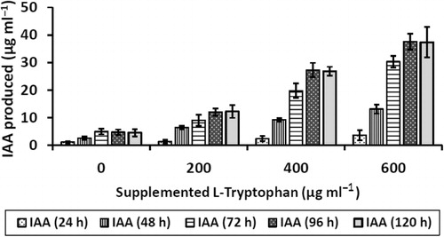 Figure 3. Co-relationship between IAA produced by K. turfanensis strain 2M4 after various hours of incubation in presence of different concentrations of supplemented L-tryptophan in the growth medium (nutrient broth).