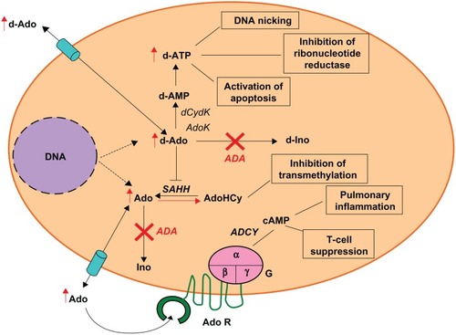 Figure 1 Pathogenesis of ADA deficiency