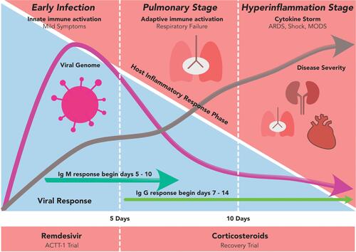 Figure 2 The phases of COVID-19. The COVID-19 can be divided into 3 stadiums: the early infection, the pulmonary and the hyperinflammation stages. In the early infection, the viral load (purple line in the blue zone) starts to increase and at some points, it begins to activate the host immune response (red zone). While the disease progresses into a more severe state, the proinflammatory cytokines build up and start to form antibody against the virus. When the disease is not promptly treated, COVID-19 may fall into the hyperinflammation stage, multiorgan failure and death.