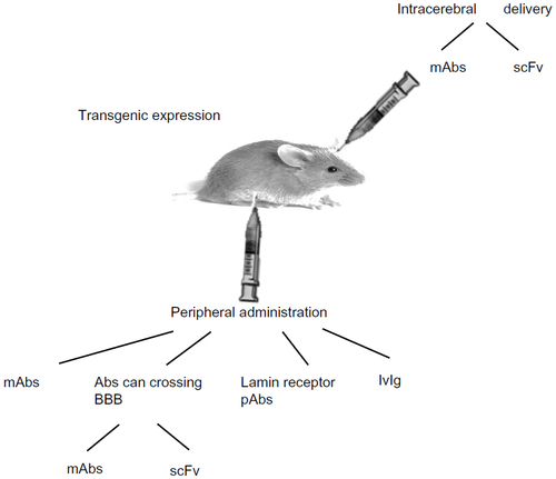 Figure 1 Methods of administration of anti-prion antibodies to prion-infected mice.