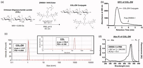 Figure 1. (a) Synthesis scheme, (b) GFC purification (mobile phase: PBS, pH 7.4), (c) DLS analysis, and (d) optical properties of the COL-ZW conjugate. Size distribution and diameter of COL and COL-ZW were obtained at a concentration of 1 μM in water. Optical measurements were performed at 37 °C in PBS, pH 7.4. The molar extinction coefficient and quantum yield of Chitosan-ZW800 were based on that of the ZW800-1 fluorophore [Citation26].