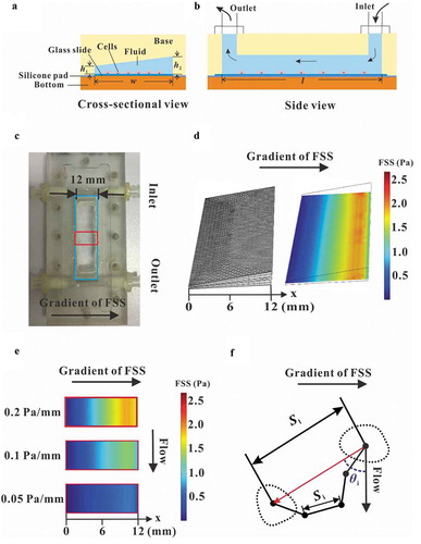 Figure 1. Establishment of gradient parallel-plate flow chamber. Schematic diagrams of gradient parallel-plate flow chamber along the cross-sectional view (a) and side view (b). (c) Photo of the base plate of the custom-made gradient parallel-plate flow chamber, wherein the arrow represents the direction of the FSS gradient. (d) FE mesh and wall FSS of gradient parallel-plate flow chamber indicated by the blue box in (c). (e) Numerical simulation results of wall FSS on the bottom surface at the location indicated by the red box in (c). The x-axis is defined along the FSS gradient. (f) Definition of migration parameters. The black dots indicate the centroids of a migrating cell at different times. Si is the distance of cell movement in a given time interval, Sl is the distance of a cell away from its initial position in a given time, and θi is the angle between the flow and migration directions of one cell relative to its initial position.