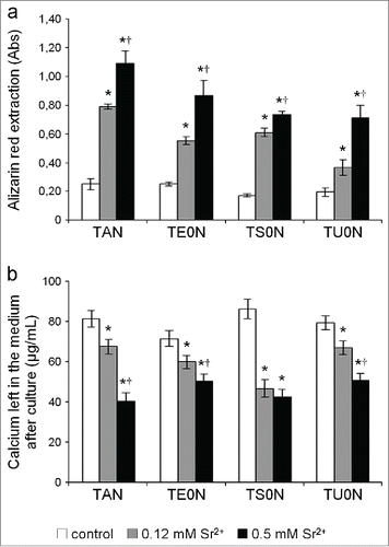 Figure 9. Quantification of the mineralized matrix. (A) The extraction of Alizarin red from the stained samples showed a marked dose-dependent increase in the formation of mineralized matrix in all substrates. (B) The concentration of calcium left in the medium after culture was clearly lower in treated samples in all substrates. This is in accordance with the increase of calcium phosphate minerals deposited on the matrix. This increase in mineralization showed a large effect size on all the substrates (r > 0.5).*P < 0.05 vs. control. †P < 0.05 vs. 0.12 mM Sr2+.