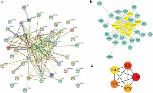 Figure 4. Protein–protein interactions and functional analysis of S. oralis-related genes. (a) Shows the PPI of related genes; each node represents a gene, edge to interaction. (b) Shows the gene cluster of genes predicted by MCODE. (c) Depicts the predicted hub genes