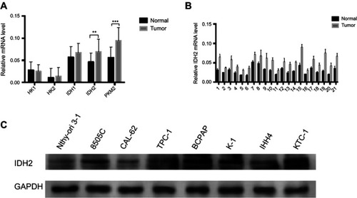 Figure S1 The expression of key metabolic-related enzymes and IDH2 in thyroid cancer and adjacent normal tissues and cell lines.Notes: (A) The expression of key metabolic-related enzymes in thyroid cancer and adjacent normal tissues by quantitative real-time PCR (qRT-PCR). (B) The mRNA level of IDH2 in 21 paired samples of thyroid tissues by qRT-PCR. (C) The expression of IDH2 by immunoblotting in normal thyroid cell lines and thyroid cancer cell lines. Values are expressed as mean ± SD of three independent experiments. **P<0.01, ***P<0.001.