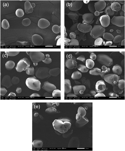Figure 1. Scanning electron microscopy images of starch granules; (a) native sago starch, (b) microwave heated sago starch (5 min treatment) (MHT1), (c) microwave heated sago starch (10 min treatment) (MHT2), (d) microwave heated sago starch (15 min treatment) (MHT3), and (e) microwave heated sago starch (20 min treatment) (MHT4) at 800× magnification.Figura 1. Imágenes de microscopía electrónica de barrido de gránulos de almidón; (a) almidón de sagú nativo, (b) almidón de sagú calentado por microondas (tratamiento de 5 minutos) (MHT1), (c) almidón de sagú calentado por microondas (tratamiento de 10 minutos) (MHT2), (d) almidón de sagú calentado por microondas (tratamiento de 15 minutos) (MHT3), y (e) almidón de sagú calentado por microondas (tratamiento de 20 minutos) (MHT4) a 800× aumentos