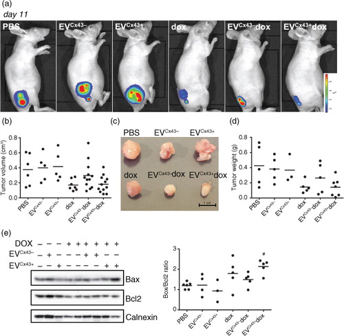 Fig. 4.  EVs loaded with dox have anti-tumoural activity in 4T1luc2 tumour-bearing mice. Tumour-bearing mice were treated (i.t.) with 0.2 mg/kg of free dox, EVCx43 + dox or EVCx43 − dox or vehicles, on days 5 and 8 after subcutaneous inoculation of 4T1luc2 cells into opposed flanks. Equal amounts of EVs were used in each condition. (a) Representative BLI of mice 11 days after 4T1luc2 cells inoculation, corresponding to 3 days after the last treatment. (b) Tumour diameters were measured with a caliper, followed by determination of tumour volume (n = 5–8). (c) Representative images of excised tumours. (d) Average mass of excised tumours (n = 5–8). (e) WB analysis of Bax and Bcl2 in tumour lysates, for each treatment group. Ratio of Bax/Bcl2 is depicted on graph. Calnexin was used as loading control (n = 5, #p < 0.05 vs. EVCx43 + ).