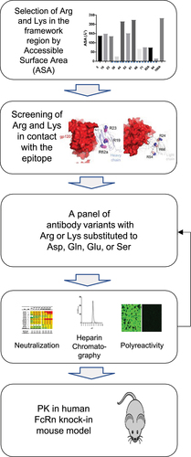 Figure 2. Workflow for identifying antibody variants with improved pharmacokinetics by surface charge alteration. (1) Selection of Arg or Lys residues in the framework region based on accessible surface areas. (2) Screening the residues that contact with the epitope or within 5Å from the epitope. (3) Generation of antibody variants.Selection of candidate variants for PK assessment based on neutralizing potency and breadth, polyreactivity, and retention volumes on heparin affinity chromatography. (5) Assessment of pharmacokinetics in human FcRn knock-in mouse model.