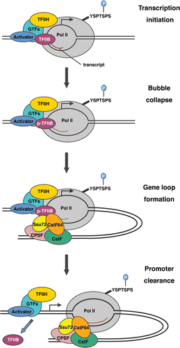 Figure 1 A potential model for the mechanism by which TFIIB phosphorylation regulates the formation of gene loops. The intermediates involved in the transition from the closed PIC to transcription initiation are shown. TFIIB stabilizes the formation of short DNA-RNA hybrids, but the B-finger/B-reader is ejected at bubble collapse. TFIIB phosphorylation occurs either coincident with or after bubble collapse. Phosphorylated TFIIB then associates with the CstF complex (via CstF-64) and promotes the formation of gene loops, which are further stabilized by interaction between TFIIB and the CPSF complex (via Ssu72). TFIIB is ejected from the complex at promoter clearance.