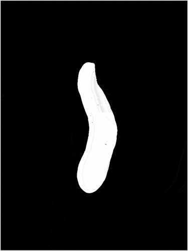 Figure 13. An example of white pixel area representing the projected areas along with the longitudinal axis (PAL) of the sweet potato.