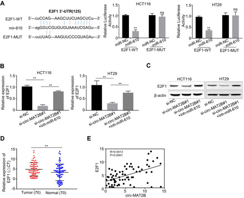 Figure 4 circMAT2B increases the expression of oncogene E2F1 by sponging miR-610 in CRC. (A) miR-610 and its putative binding sequence in the 3ʹ-UTR of E2F1. The luciferase activity of E2F1 was evidently inhibited by miR-610. (B) qPCR analysis of the mRNA expression of E2F1 in HCT116 and HT29 cells. (C) Western blot analysis of the protein expression of E2F1 in HCT116 and HT29 cells. (D) qPCR analysis of E2F1 expression in CRC tissues (n=70). (E) The Pearson’s correlation coefficients were used to evaluate the correlation between circMAT2B and E2F1 in CRC tissues (n = 70) (r =0.4413, p < 0.0001). Data were represented as means ± S.D. of at least three independent experiments. **p < 0.01.
