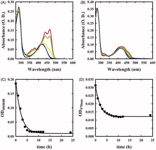 Figure 3. Absorbance spectra of OASS in the absence and presence of 1 mM triF-Ala. Panel A: absorbance spectrum of OASS-A in the absence of reagent (black line), 1 min (red line), 1 h (green line), 3 h (yellow line), and 7 h (blue line) after addition of the reagent. Panel B: absorbance spectrum of OASS-B in the absence of reagent (black line), 1 min (red line), 1 h (green line), 3 h (yellow line), and 7 h (blue line) after addition of the reagent. Panel C: time course of spectral changes of OASS-A, monitored at 466 nm. Panel D: time course of spectral changes of OASS-B, monitored at 457 nm starting 1 min after the addition of triF-Ala. Data were fitted to a monoexponential decay.