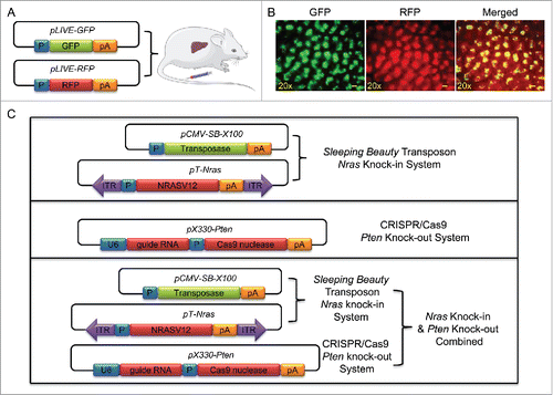 Figure 1. Illustration of the systems used in this study. (A) Schematic illustration of concurrent transfer of GFP and RFP gene into mouse liver via a hydrodynamics-based procedure. (B) Representative images of liver sections showing overexpressed GFP and RFP. Liver samples were collected 3 d after hydrodynamic plasmid injection. Scale bar = 200 μm. (C) Schematic illustration of plasmids for Nras knock-in and Pten knockout.