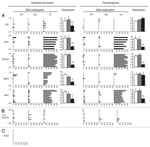 Figure 5 DNA methylation status of tumor suppressor genes and intragenic CpG islands in Acta2HpaIIM mice tumors. (A) Promoter bisulfite DNA methylation analysis and quantitative RT-PCR expression of selected genes in a hemoangioma and intestinal carcinoma. Gene symbols are on the left. In DNA methylation graphs, numbers on the vertical axis indicate the analyzed sequence position relative to the TSS (bp). Ticks represent CpG dinucleotides, arrows and arrowheads indicate HpaII site CpG (CCGG) and external cytosines of HpaII sites (CCGG), respectively. Horizontal bars represent the extent of methylation of the corresponding residues in the clones analyzed. In expression graphs, values are relative to Gapdh RNA levels (average ± SD). White bars, WT controls; grey bars, transgenic adjacent tissue; black bars, transgenic tumor mass. Adj., apparently normal transgenic tissue adjacent to tumors; He, hemoangioma; IC, intestinal carcinoma; SI, small intestine; SM, skeletal muscle. Statistical significance: *p < 0.05; **p < 0.01. (B) methylation status of a sequence located 3′ to Cdkn2a. Numbers on the vertical axis indicate the distance from the 3′ end of Cdkn2a. (C) methylation status of a negative control human MT2A CpG island. For graph symbols in (B and C) see (A).