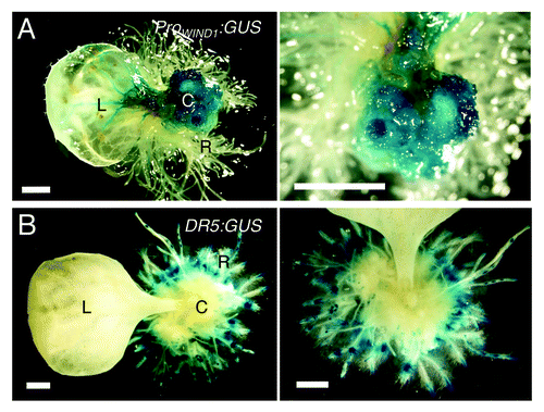 Figure 3. WIND1 expression persists in dedifferentiated callus cells. (Left panels) Rosette leaves of 14-d-old plants carrying the ProWIND1:GUS (A) and DR5:GUS (B) constructs were cultured on 1 µM NAA containing MS medium for 30 d. (Right panels) Magnified view of the NAA-induced callus and roots. The ProWIND1:GUS signal is strong in callus cells while the DR5:GUS signal is not found in callus and detectable remarkably in roots in contact with the medium. L: leaf; C: callus; R: regenerated roots from callus. Scale bars, 1 mm (A, B)