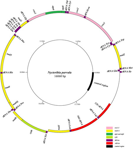 Figure 3. The circular mitochondrial genome map of N. parvula.