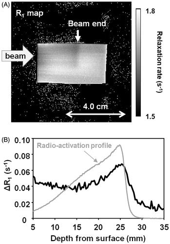 Figure 4. Visualized distribution of high-concentration H2O2 clusters in a gelatin sample. (A) R1 (= 1/T1) map of the gelatin sample containing 2 mM TEMPOL irradiated by 200-Gy carbon-ion beams at the surface. Matrix size = 128 × 128, field of view = 80 × 80 mm, slice thickness = 2 mm. The upper half of surface side was slightly darkened due to the reduction of TEMPOL. (B) Profile of percentage decay of MR signal (solid black line) in the irradiated part of the sample. The radio-activation profile in the gelatin measured at the same time was overlapped (gray line). The figure was partly modified from our previous report [Citation50].