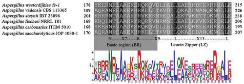 Figure 1. Correlation between the br-LZ domain of the OTAbZIP protein and MEME prediction in Aspergillus westerdijkiae fc-1 and other Aspergillus species.
