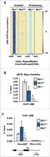 Figure 1. Disruption of pRB association with repetitive sequences. (A) Heat maps display pRB ChIP-seq read build ups at scaled wild type peak locations. pRB read build ups from wild type and Rb1S/S MEFs are shown for mm9 RepeatMasker index locations under arrested and proliferating conditions. Each row contains ± 0.5 kb of flanking sequence surrounding the scaled peak location. Intensity scales on right indicate the magnitude of read enrichment over input control. (B) ChIP-qPCR quantifies pRB enrichment at major satellites in proliferating MEFs of the indicated genotypes. (C) pRB ChIP-qPCR analyzing amplicons at the Pcna transcriptional start site (TSS) and 2 kb 5′ of Pcna. For all graphs, error bars indicate one standard deviation from the mean, and an asterisk represents a significant difference from wild type (n = 3, P ≤ 0.05 by t-test).