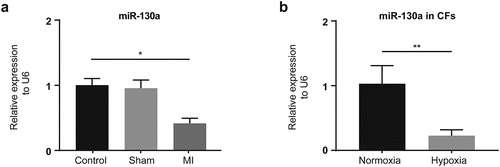 Figure 1. miR-130a expression in infarcted myocardium and hypoxic CFs. (a) miR-130a levels in the control, sham, and MI groups, as determined with rt-PCR. (n = 6 per group). (b) miR-130a levels in CFs under normoxia and hypoxia, as determined with rt-PCR. (n = 6 per group).