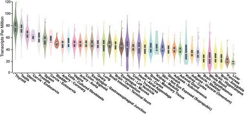 Figure 4. MCRS1 expression profile in different types of normal tissues. Tissue-specific expressions of MCRS1 from multiple studies were are as violin plots and boxplots (https://gtexportal.org). MCRS1 expression levels are relatively high in thyroid and testis tissues and low in livers and pancreas. The bottom of the box is the 25% quantile, the top of the box is the 75% quantile, and the middle line of the box is the median.