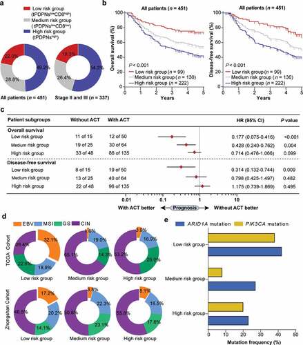 Figure 5. Stratification based on tPDPNs and CD8+ T cells are associated with prognosis, therapeutic responsiveness to ACT and molecular classification. (a) Pie charts show the proportion of three stratified risk groups in all or stage II and III gastric cancer patients. (b) The overall survival (OS) curves and disease-free survival (DFS) curves for three stratified risk groups. Log-rank test was performed for Kaplan-Meier curves. (c) Cox regression analysis for the difference of responsiveness to adjuvant chemotherapy (ACT) in three risk groups. HR, hazard ratio; CI, confidence interval. (d) Pie charts show the proportion of molecular subtypes including EBV, MSI, GS and CIN in three stratified risk groups in TCGA cohort (up) and Zhongshan cohort (down). EBV, Epstein–Barr virus; MSI, microsatellite instability; GS, genomically stable; CIN, chromosomal instability. (e) ARID1A and PIK3CA gene mutation frequency in three stratified risk groups