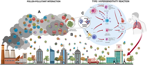 Figure 1 The interaction of pollutants such as PM2.5 and O3 with pollen induces: (A) an increase in the production of pollen concentrations, (B) a fragile pollen membrane, and (C) post-translational modifications in the allergenic protein. In all cases, there are increased levels of allergen proteins, which can be processed by antigen-presenting cells, resulting in a type I hypersensitivity inflammation (mechanism mediated by IL-4, IL-5, and IL-13, and an increase in immunoglobulin E), whose main objective is the degranulation of preformed mediators (histamine or tryptase) contained in mast cells, which promotes mucus secretion by goblet cells and bronchospasm, main symptom of asthma.