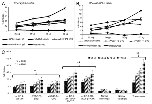 Figure 1. Anti-proliferative effects of combination treatment with anti-HER-2 (266–296) and anti-VEGF-P3 antibodies. (A-C) Inhibition of proliferation with individual anti-HER-2 and anti-VEGF- antibodies in two different cell-lines. BT474 (A) and MDA-468 (B) cells were incubated with HER-2 peptide antibodies, VEGF peptide antibodies, Trastuzumab and unspecific rabbit IgG. Bioconversion of MTT was used to estimate the number of active tumor cells remaining after 3 d. Peptides were added at four different concentrations. The proliferation inhibition rate was calculated using the formula (OD normal Untreated - OD peptides or antibodies)/OD normal untreated x 100. Error bars represent SD. Inhibition of proliferation of combination treatment with anti-HER-2 and anti-VEGF antipeptide antibodies using B-T474 cell lines (C). BT-474 cells were treated in the same manner as above but with HER-2 peptide abs, VEGF peptide abs or combination of both. Trastuzumab and rabbit IgG were used as positive and negative controls. Rate of inhibition was calculated using the same formula above and all results represents the average of three different experiments. Error bars represent SD of the mean.