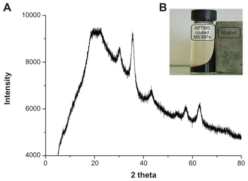 Figure 3 (A) X-ray diffraction patterns of 3-aminopropylsilane (APTMS)-coated magnetic iron oxide nanoparticles (MIONPs); (B) ferrofluid under an external magnetic field.