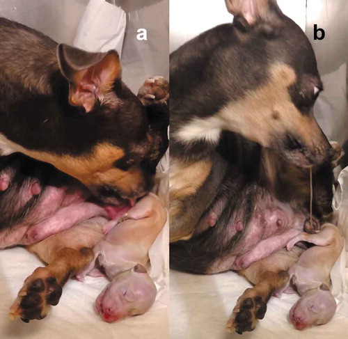 Figure 2. (a) The bitch breaks the amnion and devours the fetal membranes, initially from the puppy’s head so it can breathe quickly, and then cleans the rest of the body, licking it and in the same way stimulating the offspring (Photo MVZ David Rivera). (b) The bitch tears the umbilical cord keeps licking and cleaning the puppy, and when the dam throws the placenta, she starts eating it to avoid the nest contamination and thus not attract predators. Placentophagy favours the uterine involution and milk production.