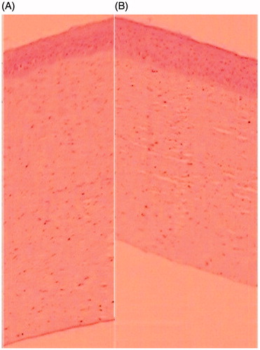 Figure 3. Histopathology of treated goat cornea (A) optimized BSF sol–gel system (B) BSF suspension.