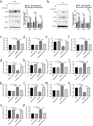 Figure 6 Effect of IDO1 expression on NSCLC cells cocultured with M2 macrophages. (a) The expression of CD86, CD163 and IDO1 in H1299 cells in i different treatment groups. (b) The expression of CD86, CD163 and IDO1 in A549 cells in different treatment groups. (c–p) The mRNA expression of IDO1, Arg-1, TGF-β, IL-10, IL-1β, iNOS and TNF-a in H1299/A549 cells in different treatment groups (***p<0.001; **p<0.01; *p<0.05).