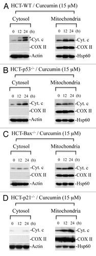 Figure 8 Curcumin induces Bax-dependent, p21-mediated cytochrome c release without p53 requirement. HCT116 WT (A), HCT116-p53-/- (B), HCT116-Bax-/- (C) and HCT116-p21-/- (D) cells were treated with curcumin (15 µM) for the indicated times. Cytosolic and mitochondrial fractions were isolated and equal amounts of protein were subjected to protein gel blotting for the detection of cytochrome c (Cyt. C), cytochrome c oxidase subunit II (COX II), heat shock protein 60 (Hsp60) and actin. Actin and Hsp60 serve as loading controls. *represents a non-specific band.