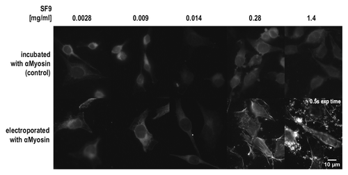 Figure 6. Electroporation of HeLa cells with different concentrations of anti-Myosin (SF9) scFv-Fc antibody. Cells were fixed, permeabilized and stained by a FITC-conjugated secondary antibody to detect the anti-Myosin scFv-Fc antibody. If not otherwise indicated, the exposure time for all images shown in this figure was 2s.
