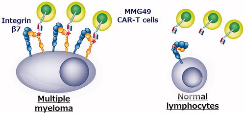Figure 3. Novel CAR T cell therapy for multiple myeloma targeting activated integrin β7. Integrin β7 is not only highly expressed but also constitutively activated in multiple myeloma, so that epitopes exposed specifically to the activation structure are myeloma-specific targets.