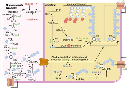 Figure 4. Overview carbohydrate pathways and production of carbohydrate-based virulence factors. To modulate host cells to deliver lipid nutrients, mtb requires carbohydrate-based virulence factors. Carbohydrate products can be derived from lipid nutrients in glucose-deprived conditions (Figure 2). Potential starting molecules for the different pathways are shown (red text). The different pathways contain proteins (italic) or metabolic intermediates (normal text). Proteins were found to be essential for survival of mtb in vitro or in vivo (green text), while others are conditionally essential when grown on a specific nutrient source (orange text) (Jackson et al. Citation2000; Sassetti and Rubin Citation2003; Movahedzadeh et al. Citation2004; Kaur et al. Citation2007; Guerin et al. Citation2009; Movahedzadeh et al. Citation2010; Boldrin et al. Citation2014; DeJesus et al. Citation2017; Boldrin et al. Citation2021). The depicted pathways can be continuous (black arrow) or shown partially (discontinuous arrow). PPM (blue) and PP (purple) generated via the pentose-6P pathways are used both to elongate LAM and LM, as well as generate Ac2PIM6 from Ac2PIM6. The biosynthesis of PIMs starts on the cytosolic side of the plasma membrane, but from PIM4 onwards, the production occurs on the periplasmic side. ‘?’ responsible protein not identified. Created with Bio-Render.com.
