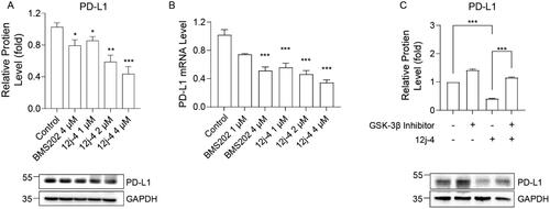 Figure 5. The expression level of PD-L1 is regulated by compound 12j-4. MDA-MB-231 cells were treated with 12j-4 for 48 h at a concentration of 1, 2, and 4 μM, respectively. BMS202 was used as a positive drug. (A) The expression of the PD-L1 protein and (B) PD-L1 mRNA was detected by Western blot and qPCR, respectively. The expression of PD-L1 protein was detected by (C) Western blot after MDA-MB-231 cells were treated with or without 12j-4 (4 μM) combined with GSK-3β inhibitor (40 nM) for 48 h. Data are expressed as mean ± SEM (n = 3). *p < 0.05, **p < 0.01, ***p < 0.001.