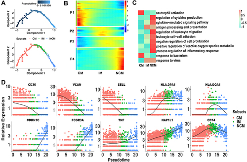 Figure 3 Linear differentiation of monocyte subsets in healthy infants. (A) Pseudo-time analysis of monocyte subsets using Monocle. Cells on the tree are colored by pseudo-time (the above) and subset (the below). The arrangement of cells on the tree shows that cells on the left side of the tree are less differentiated than the cells on the right side. (B) Marker genes (rows) along the pseudo-time (columns) clustered into 4 profiles. P1, expression patterns of CM. P2 and P3, expression patterns of IM. P4, expression patterns of NCM. (C) The representative functions of each subset were shown in heatmap. (D) Pseudotime kinetics of indicated genes from the root (CM) to the end (NCM) of the trajectory.