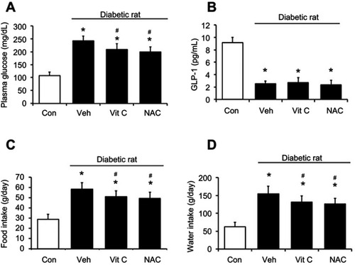 Figure 4 Effects of antioxidant treatment in rats. The diabetic rats (black column) received ascorbic acid (1 g/kg) or NAC (0.5 g/kg) orally every day for 45 days. (A) Plasma glucose levels. (B) Plasma GLP-1 levels. (C) Food and (D) water intake of the rats. Values are expressed as mean ± SD (n=6). *P<0.05 compared with the control group (white column). #P<0.05 compared with the vehicle-treated diabetic group.