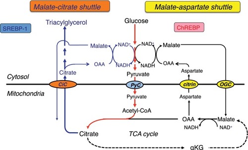 Figure 2 Glycolysis and lipogenesis in the liver.