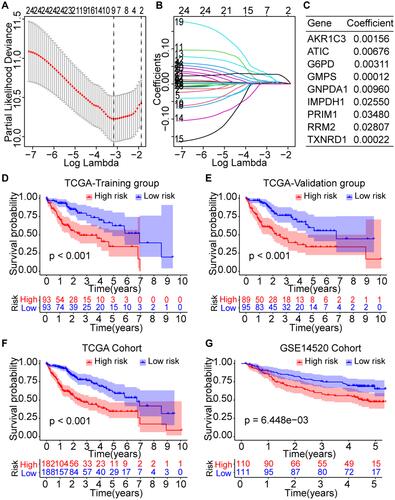 Figure 5 Prognostic significance of the novel risk score model based on the Fer-MRGs in the training and validation groups. (A and B) Screening of the critical Fer-MRGs by LASSO Cox regression; (C) Coefficients of the nine critical Fer-MRGs in the model; (D and E) Survival curves of high- and low-risk patients in the TCGA training and validation subgroups; (F and G) Survival curves of high- and low-risk patients in the overall TCGA and GSE14520 cohorts.