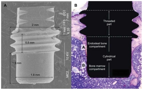 Figure 1 (A) Overall SEM image showing the macroscopic design of the implant. (B) The cylindrical part of the implant protrudes into the marrow cavity without contacting the endosteal site of the opposite cortical bone. The histomorphometric measurement zones are schematically represented as (A and B) compartments, dividing the cylindrical part into two equal segments. Compartment (A) is expected to be dominated by the downgrowth of endosteal bone (distance osteogenesis). In contrast, compartment (B) is dominated by de novo formed bone (contact osteogenesis).Abbreviation: SEM, scanning electron microscopy.