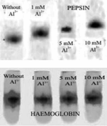 Figure 7.  Native PAGE electrophoregram of pepsin (upper) and haemoglobin (lower) without and in a presence of 1, 5 and 10 mM Al3 + at pH 2.